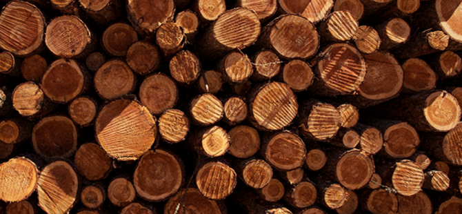 timber&sesame_05